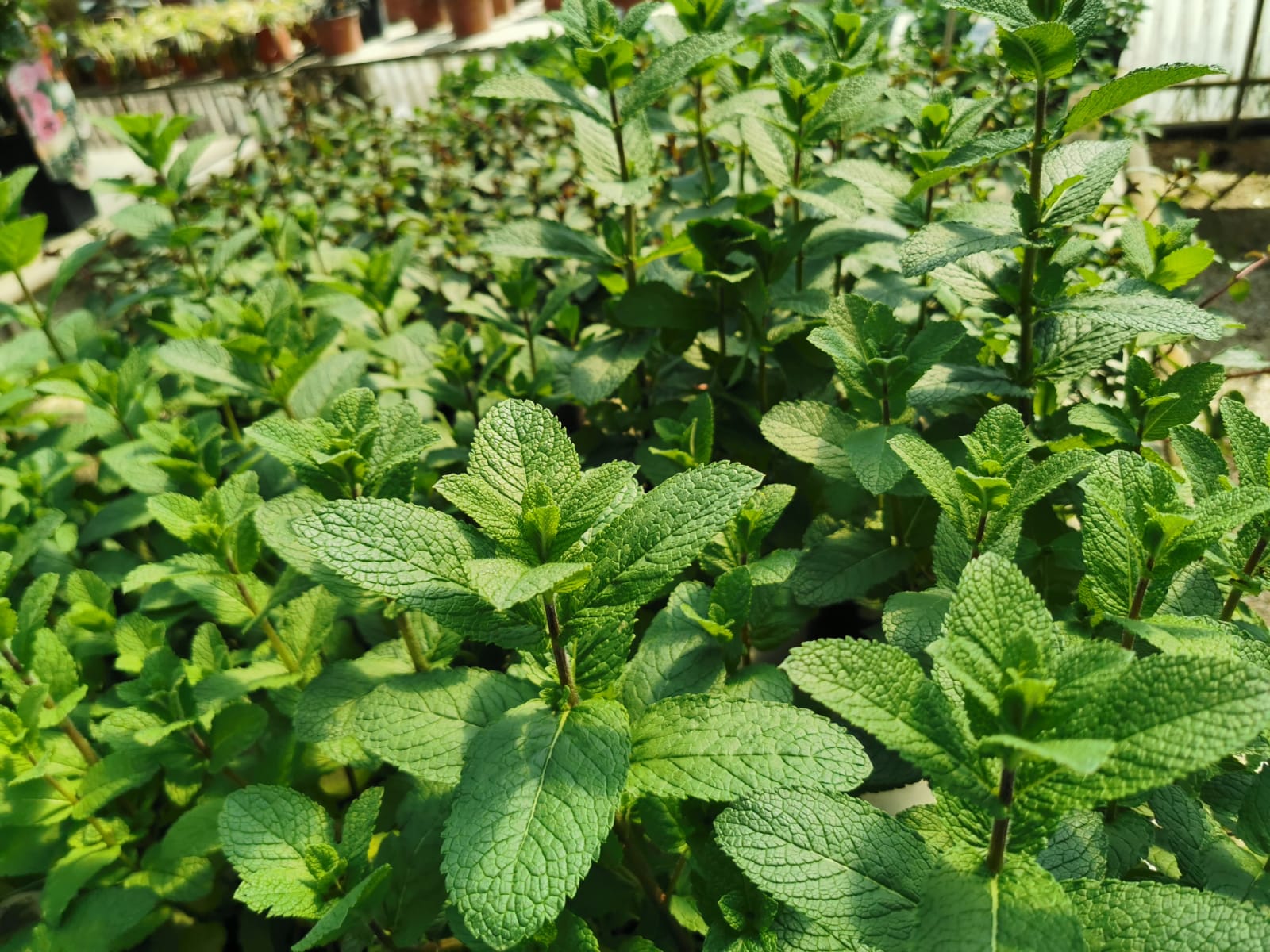 aromates-a-planter-au-jardin-potager-pepinieres-des-sources-nuzejouls (3)