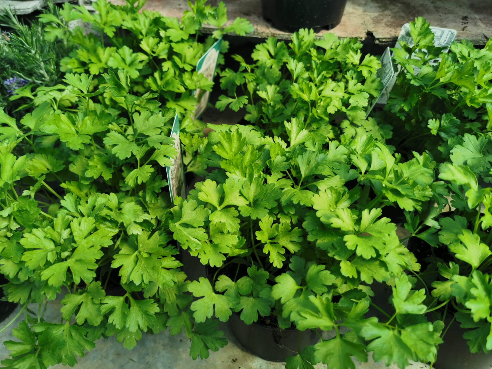 aromates-a-planter-au-jardin-potager-pepinieres-des-sources-nuzejouls (9)