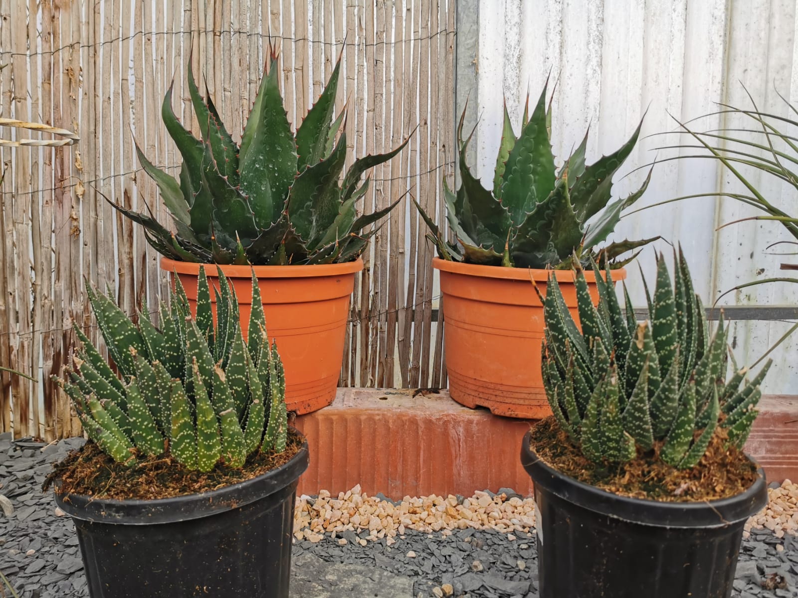 cactus-pepinieres-des-sources-nuzejouls-46 (3)