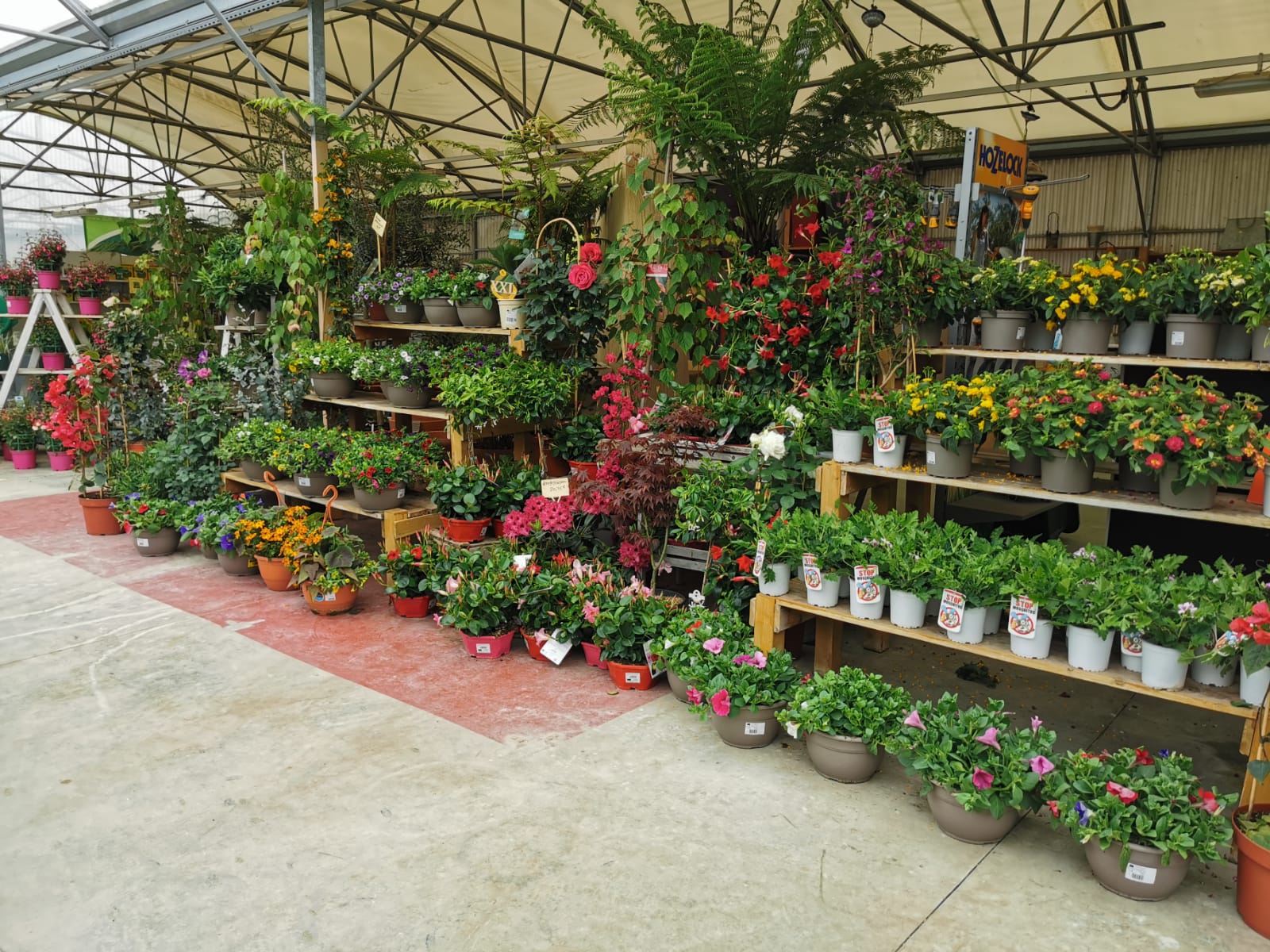 jardinerie-specialiste-vegetaux-et-plantes-originales-pepinieres-des-srouces-nuzejouls-46 (17)