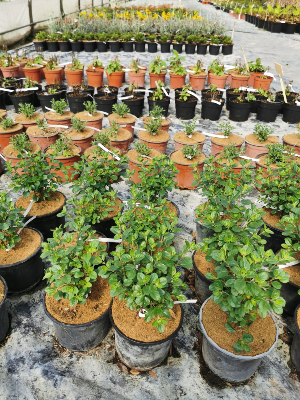 production-plants-sous-serre-vegetaux-made-in-lot-pepinieriste-producteur-46 (1)