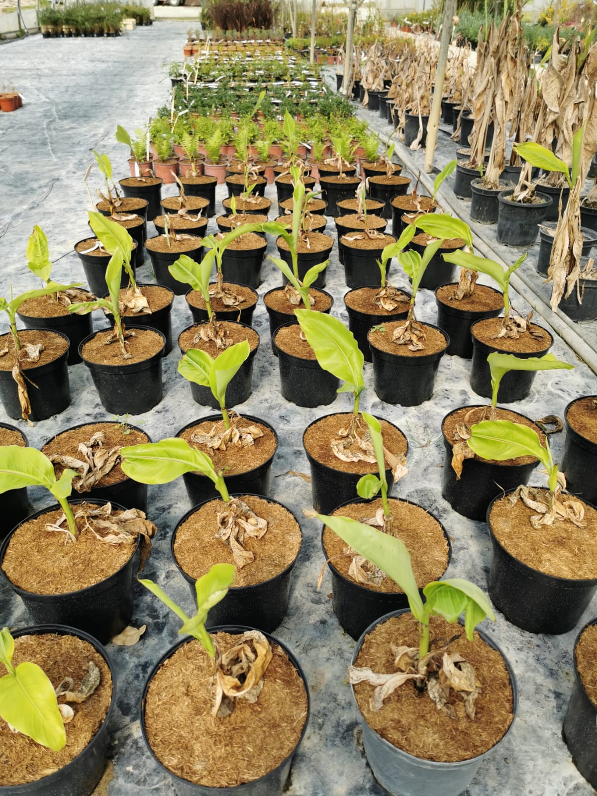production-plants-sous-serre-vegetaux-made-in-lot-pepinieriste-producteur-46 (3)