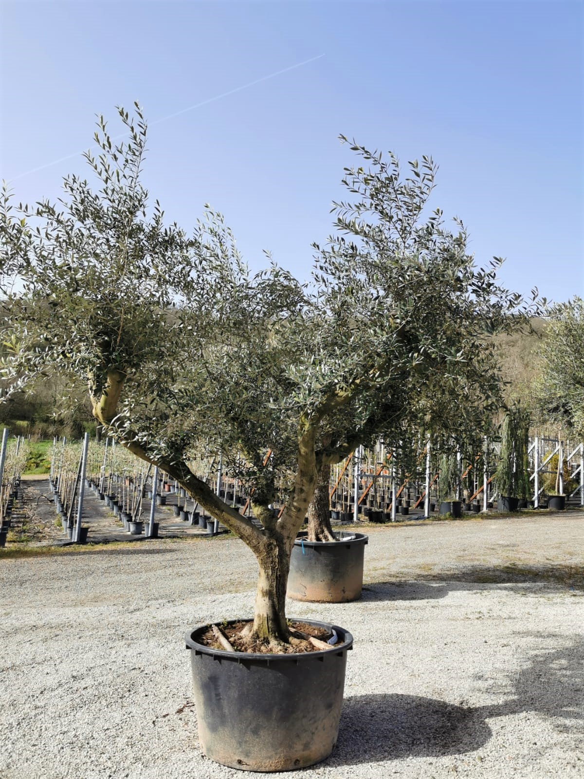 vieux-oliviers-pot-a-planter-pepinieres-des-sources-pres-de-cahors-lot (1)