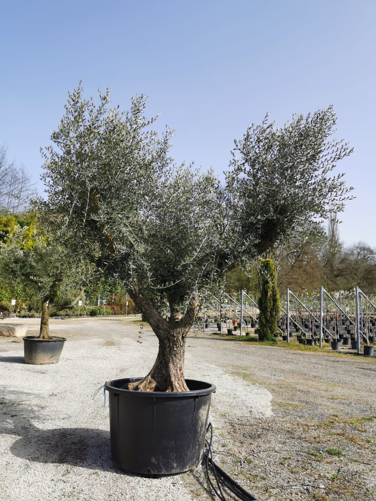 vieux-oliviers-pot-a-planter-pepinieres-des-sources-pres-de-cahors-lot (2)