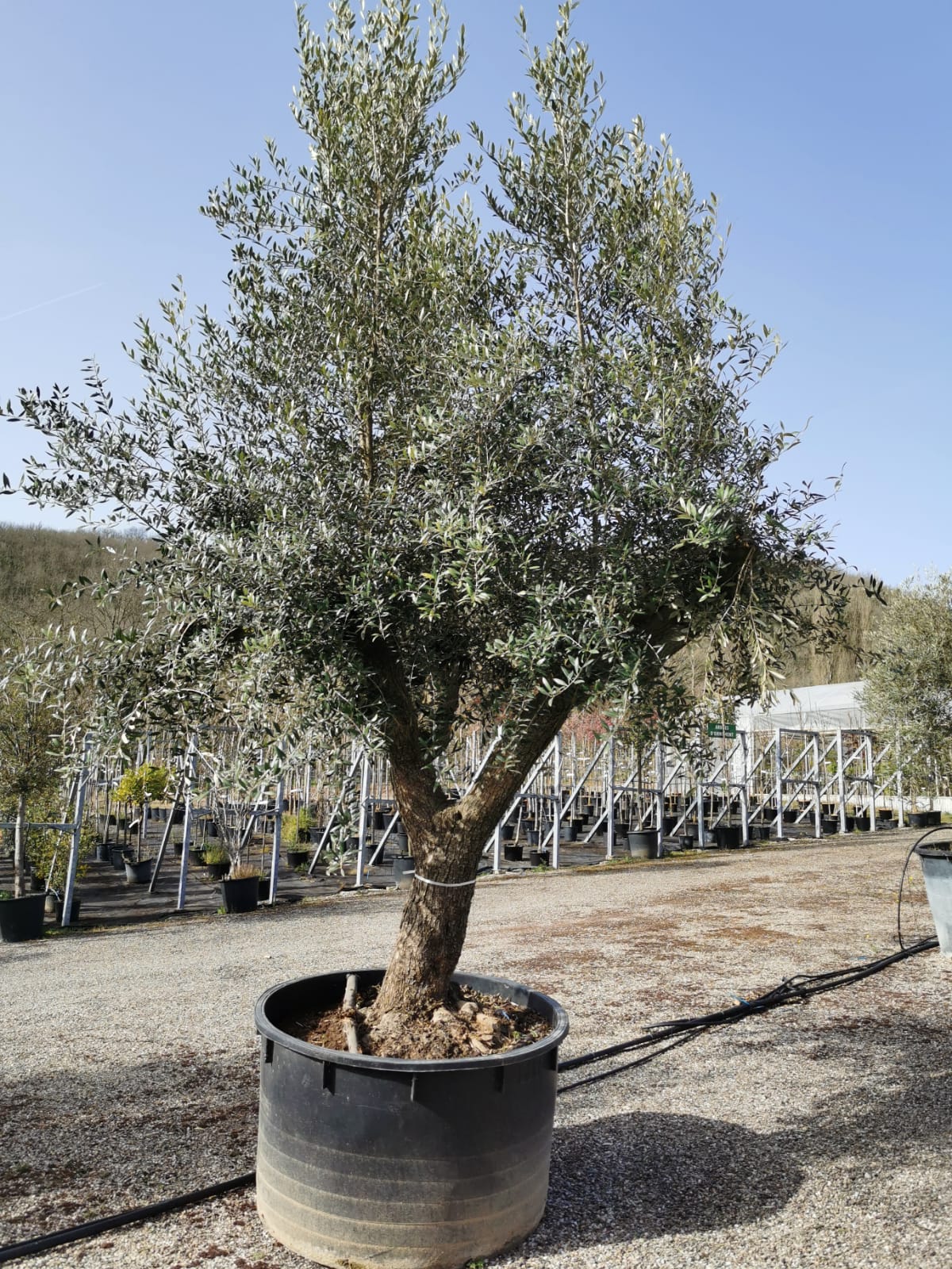 vieux-oliviers-pot-a-planter-pepinieres-des-sources-pres-de-cahors-lot (5)
