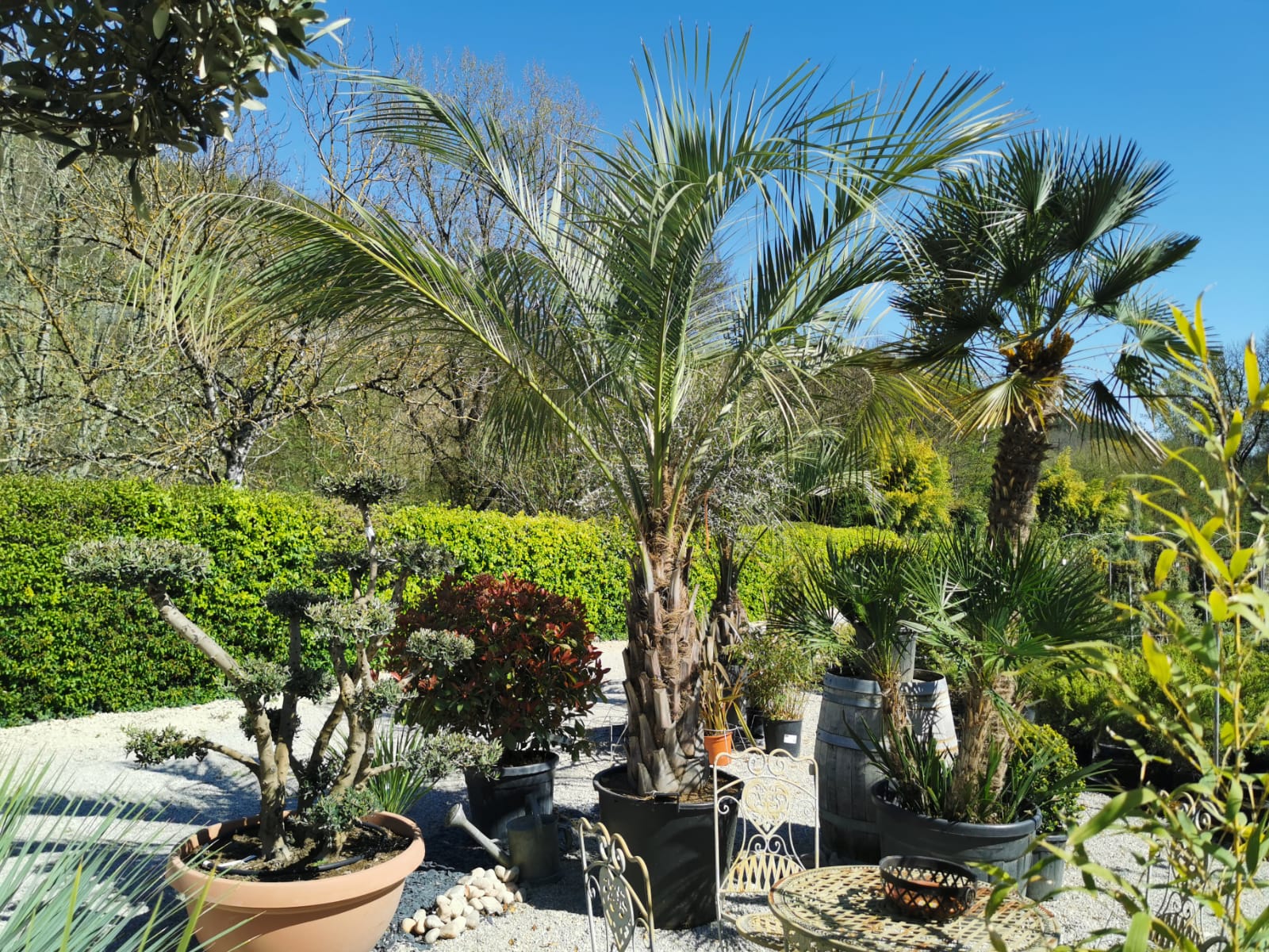 plants-palmiers-pepinieriste-producteur-nuzejouls-lot-46 (1)