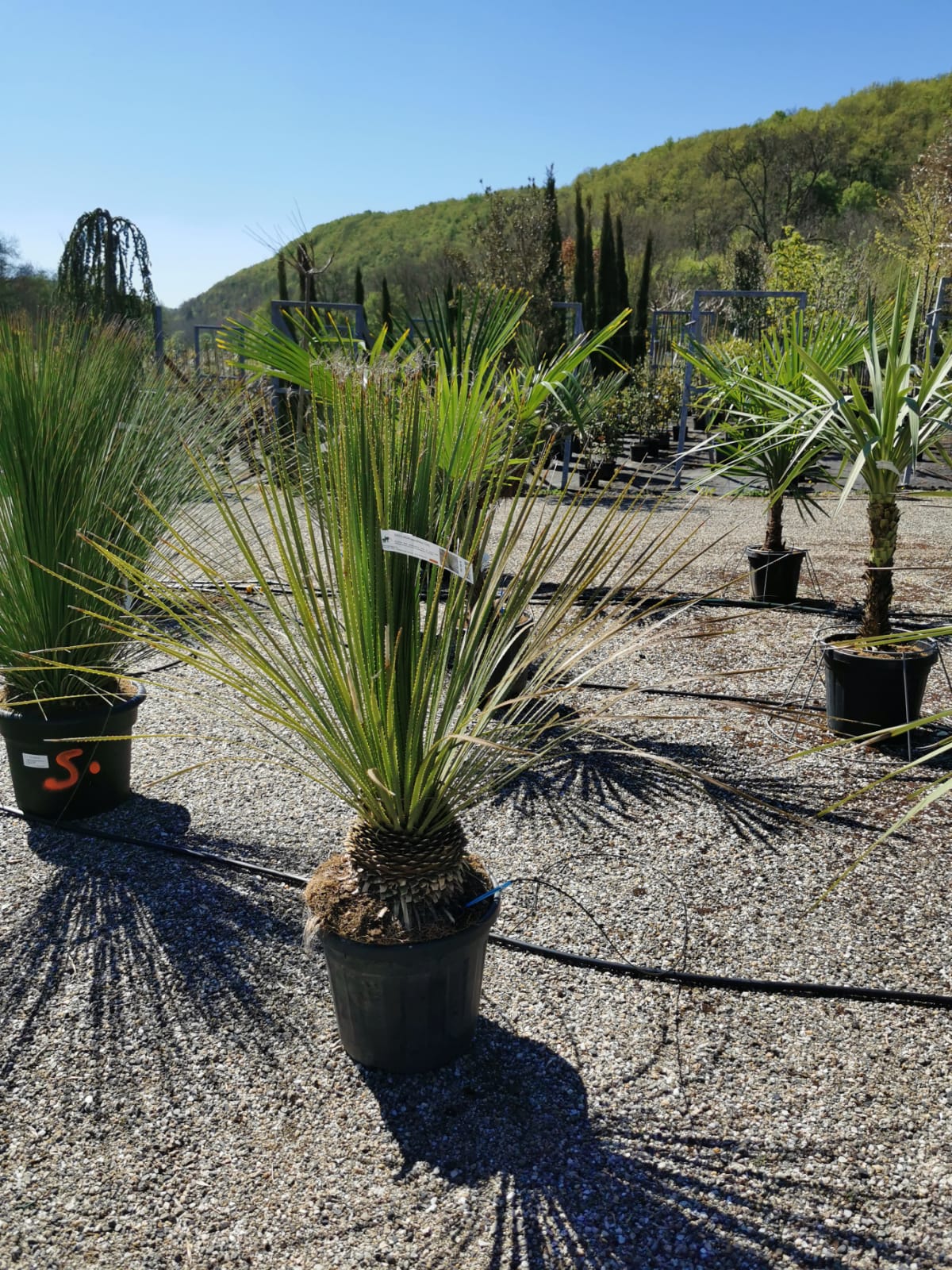 plants-palmiers-pepinieriste-producteur-nuzejouls-lot-46 (10)