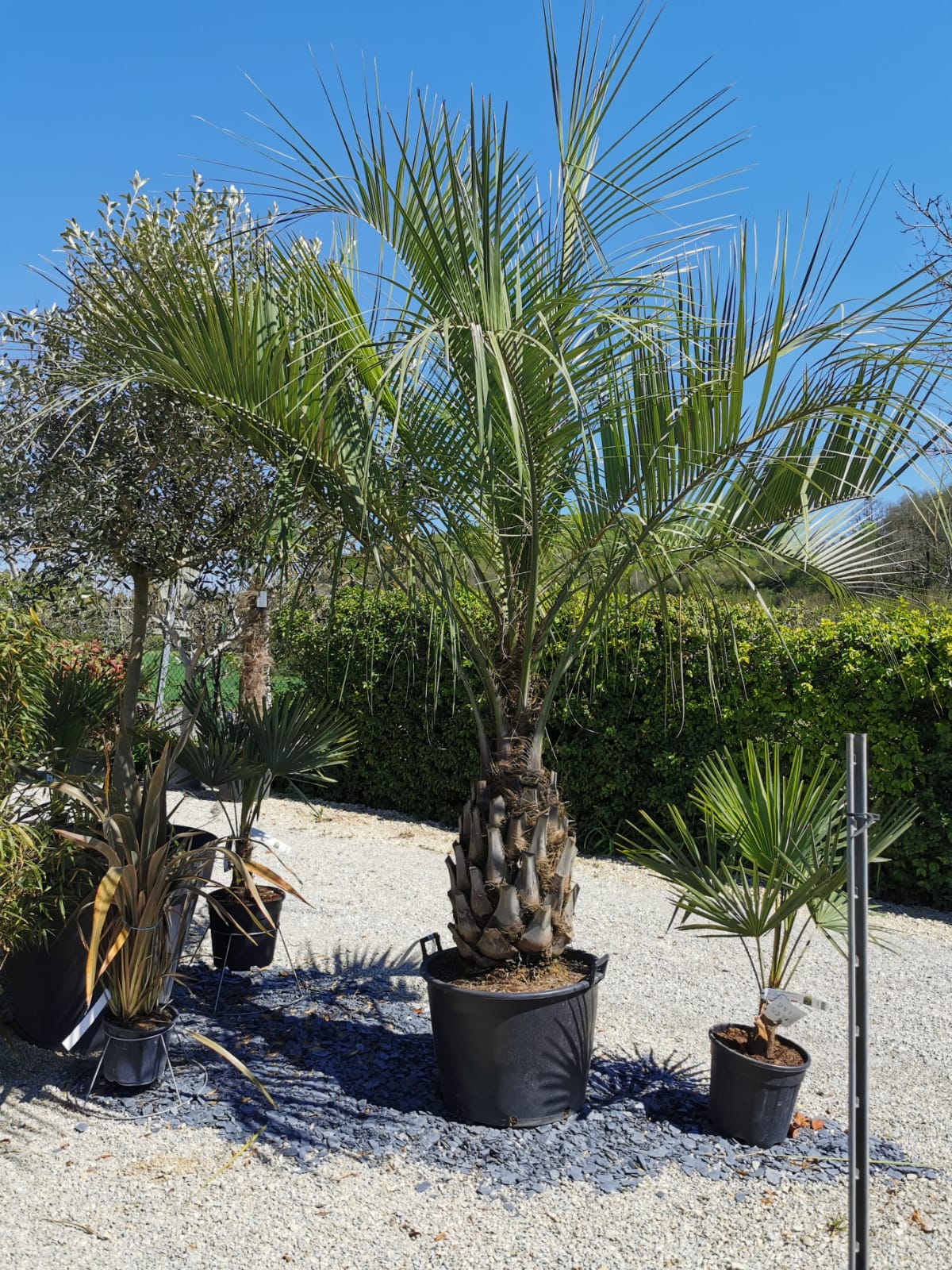 plants-palmiers-pepinieriste-producteur-nuzejouls-lot-46 (12)