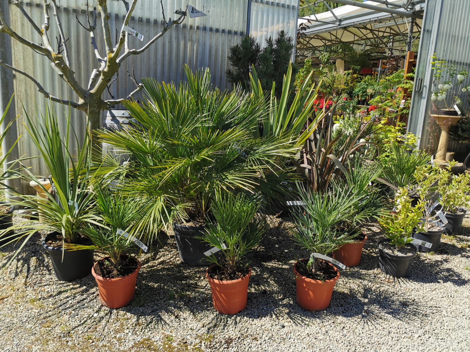 plants-palmiers-pepinieriste-producteur-nuzejouls-lot-46 (13)