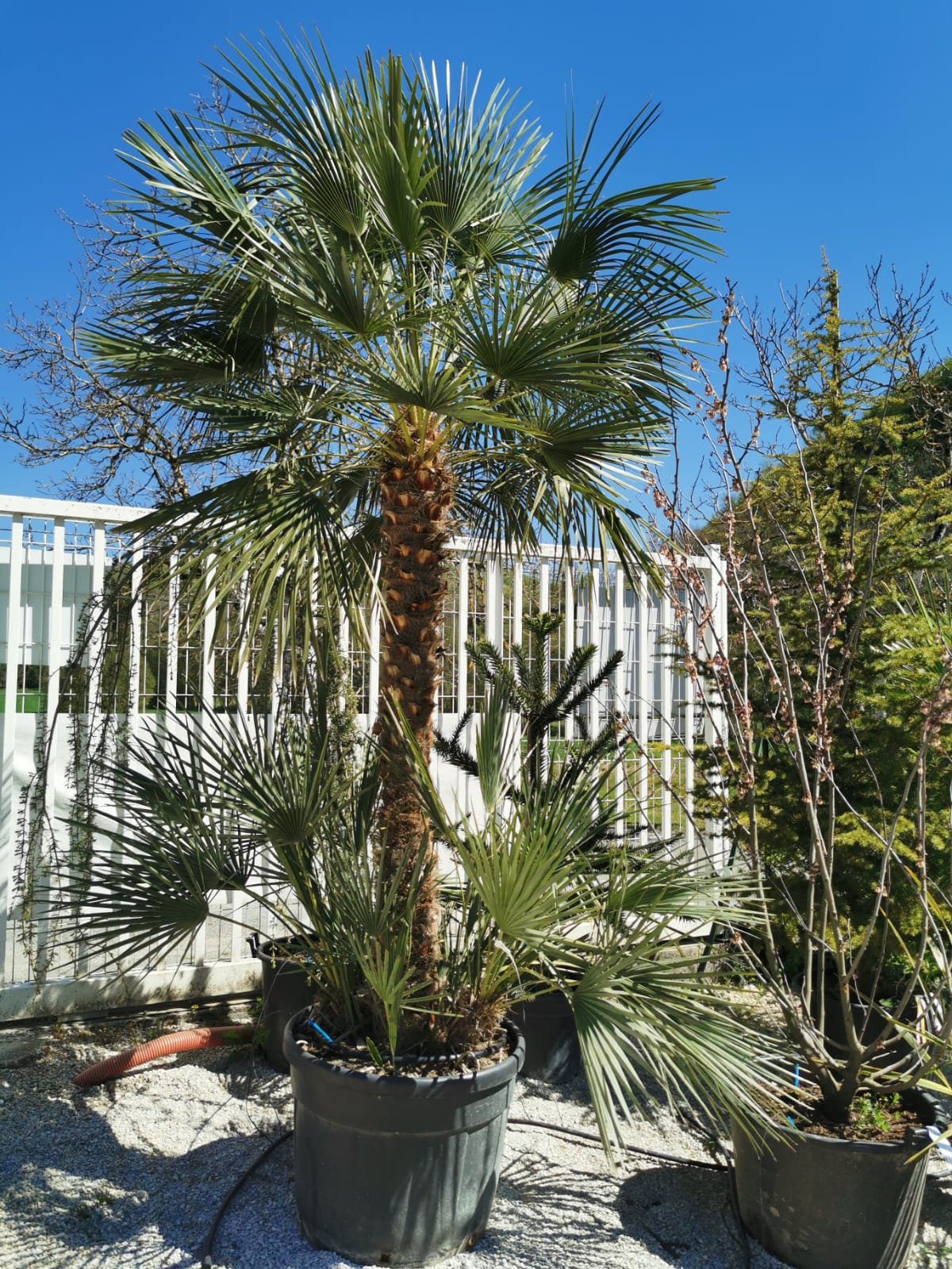 plants-palmiers-pepinieriste-producteur-nuzejouls-lot-46 (2)