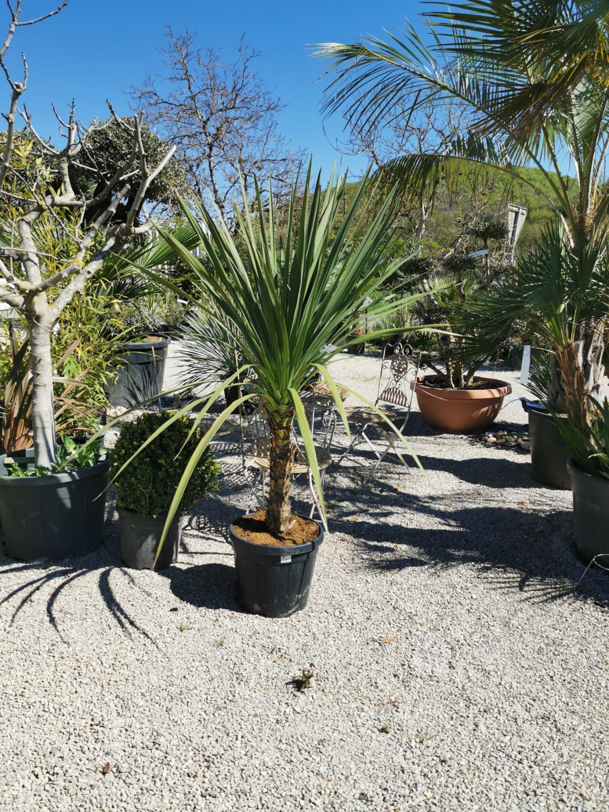 plants-palmiers-pepinieriste-producteur-nuzejouls-lot-46 (4)
