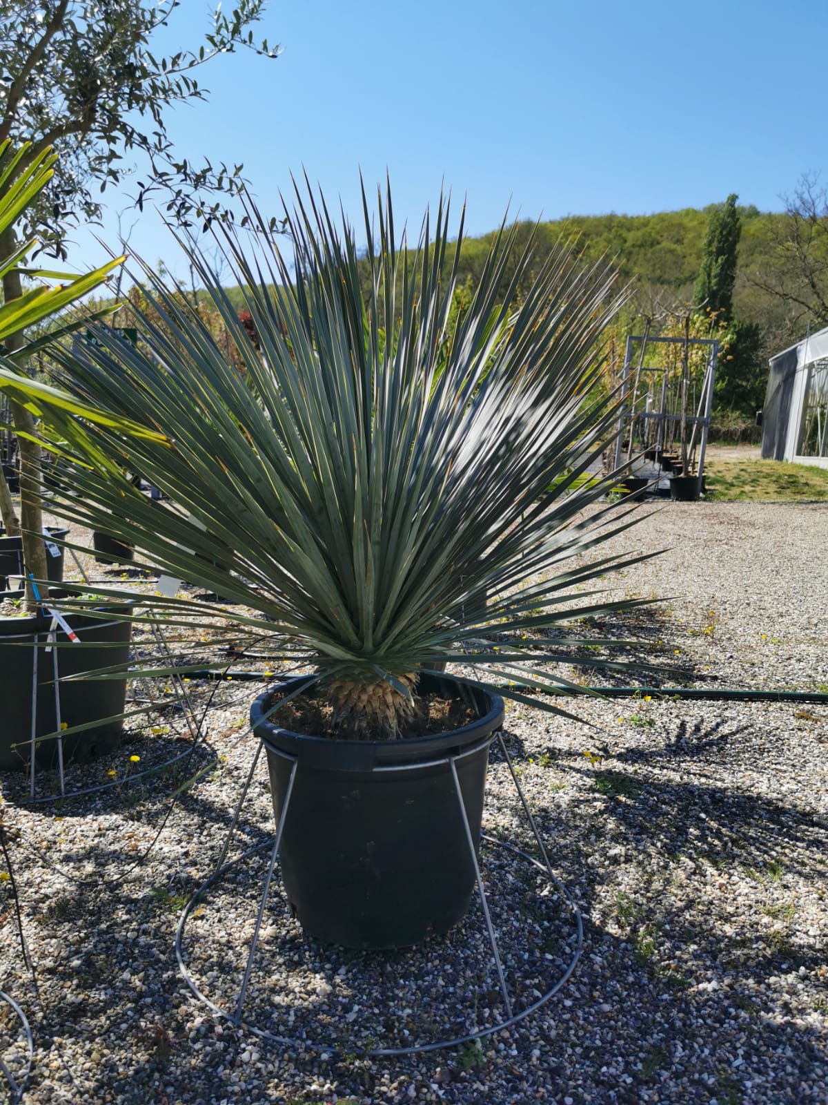 plants-palmiers-pepinieriste-producteur-nuzejouls-lot-46 (5)