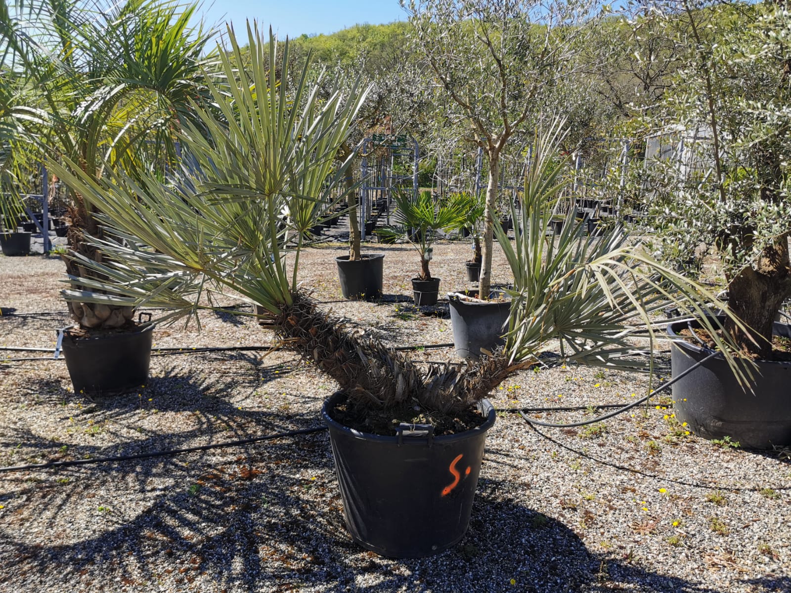 plants-palmiers-pepinieriste-producteur-nuzejouls-lot-46 (7)