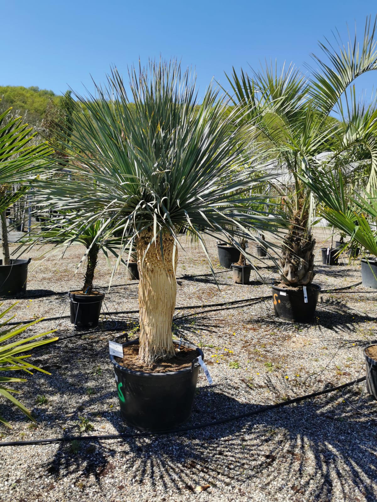 plants-palmiers-pepinieriste-producteur-nuzejouls-lot-46 (8)