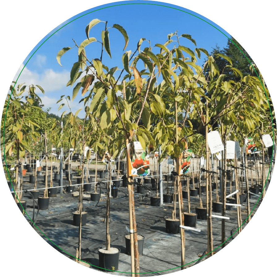 arbres fruitiers producteur pépiniériste pépinières des sources nuzejouls près de cahors