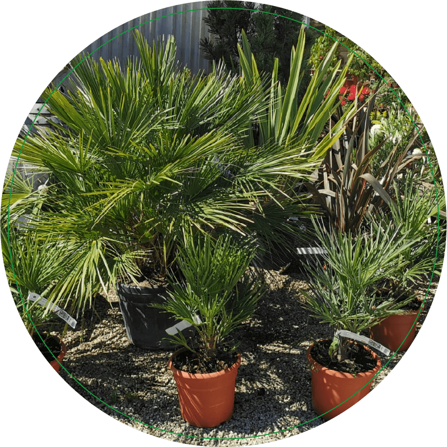 palmiers végétaux adapté climat lot pépinières des sources nuzejouls 46