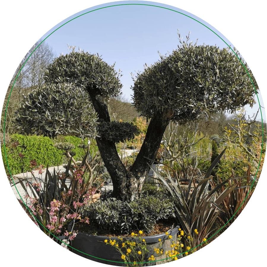 olivier arbre vente aux particuliers et pros pepinieres des sources près de cahors